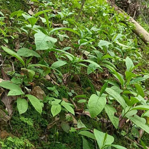 恭城县黄花倒水莲种苗倒吊莲中草药材煲汤食材新鲜现挖裸根苗成活率极