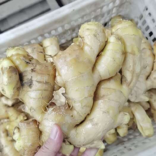 秦皇岛生姜