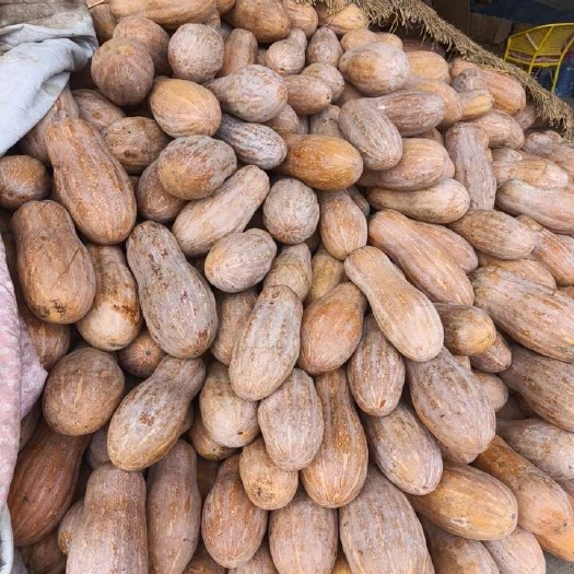 河南中牟优质蜜本南瓜批发直供