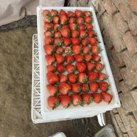 北京红颜草莓