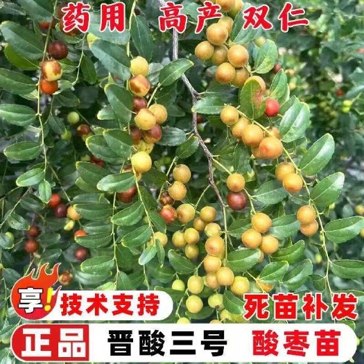 绛县晋酸3号药用双仁￼酸枣树苗 山枣苗南北方种植￼ 品质保障