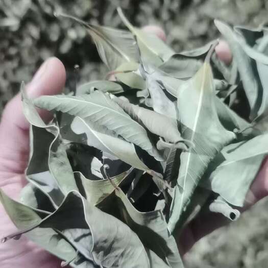 博罗县小叶榕干树叶，榕树叶