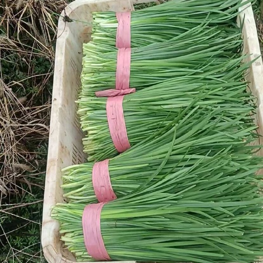 大葉韭菜千畝基地