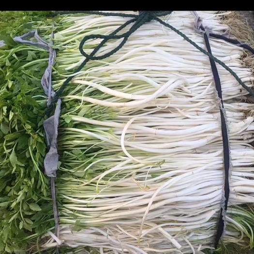 怀宁县白芹，芹芽
