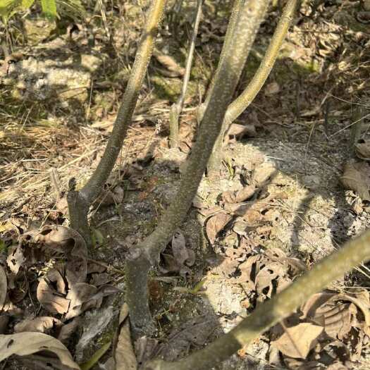建瓯市福建建瓯锥栗苗有需要老板可以联系