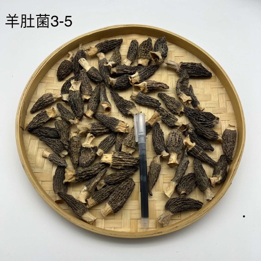 羊肚菌3-6羊肚菌5-8羊肚菌7-11羊肚菌 工厂直批