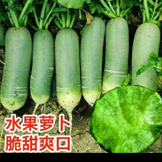 呼图壁县青萝卜