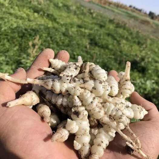 天门市新鲜玉环菜 宝塔菜 地牯牛 螺丝菜
