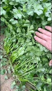 河南香菜，大叶香菜，基地直供。视频看货，线上保障交易。