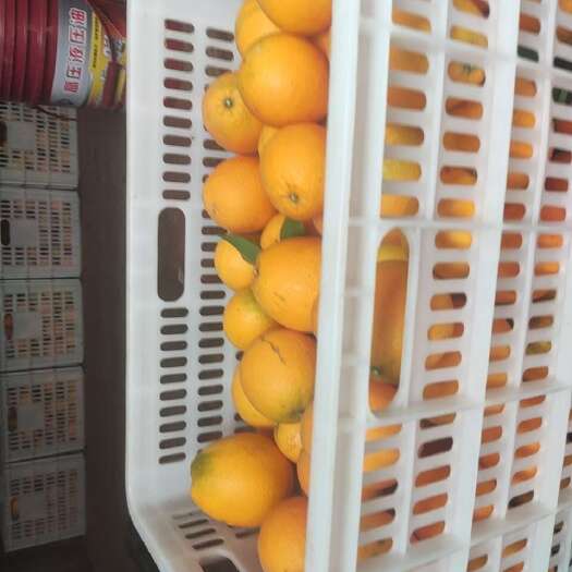 闽清县橙子