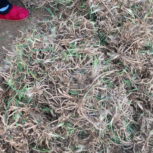 一枝黄花苗林木种子许可证保障 品质可靠食用观赏黄花菜种苗根