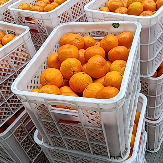 临海市蜜桔