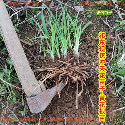 优质黄花菜苗直供全国祁东黄花菜苗发源地批发黄花菜种苗