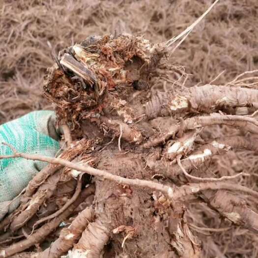天祝县羌活种植户，自然晾干，价格合理全国范围均可送货上门