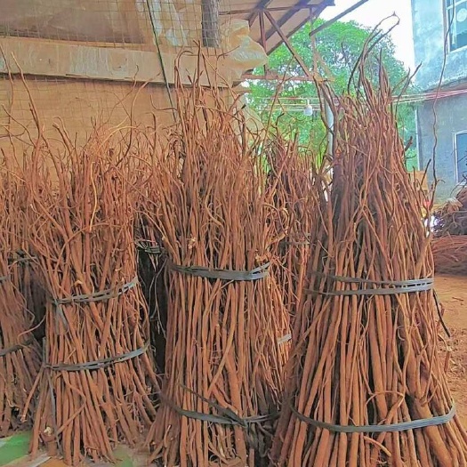 全州县千斤拔干货