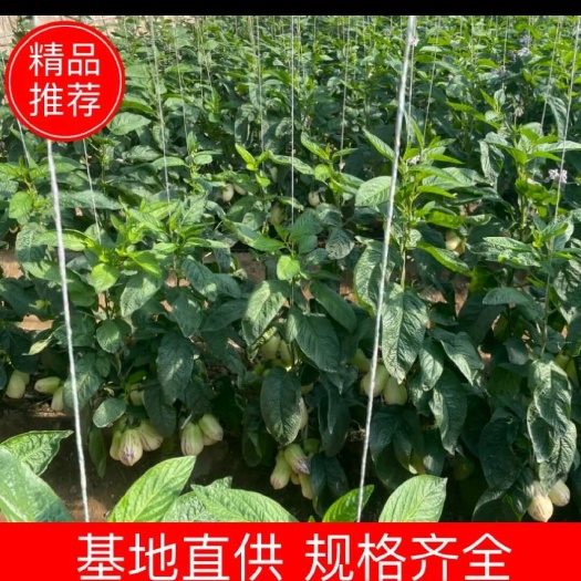 民勤县甘肃沙漠人参果。