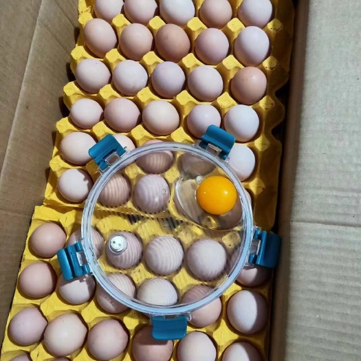成都黑羽土鸡蛋