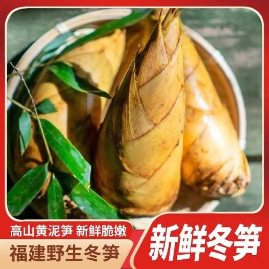 建瓯市福建新鲜冬笋高山黄泥笋野生竹笋农产冬笋冬笋新鲜现挖现货