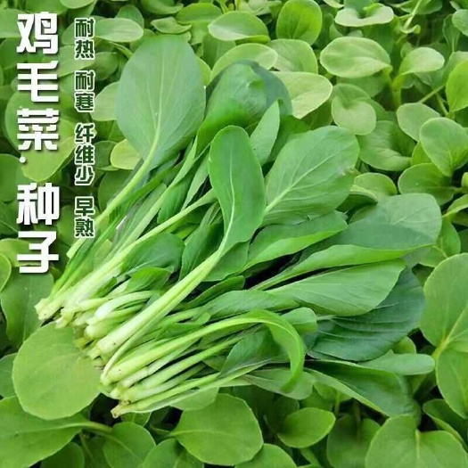 全新鸡毛菜种子 四季播种抗热耐寒蔬菜种子小白菜籽有机小青菜籽