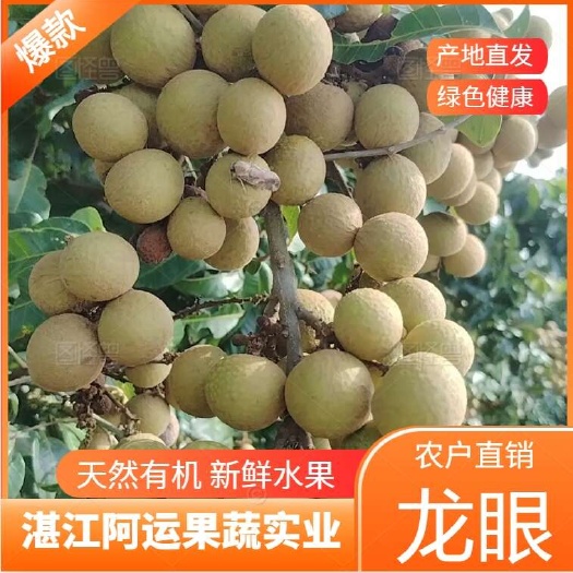雷州市湛江覃斗石硖龙眼开摘