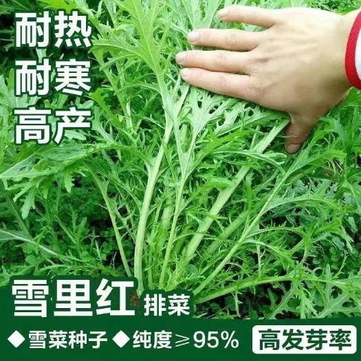 细叶雪里蕻种子雪里红种籽冬播耐寒盆栽阳台庭院大田蔬菜种子大全