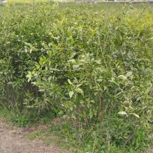 简阳市明日见无纺袋苗