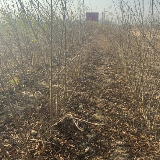 周口软籽石榴苗突尼斯软籽石榴