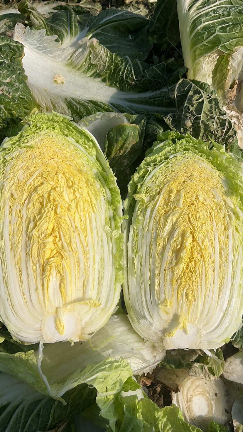 白菜