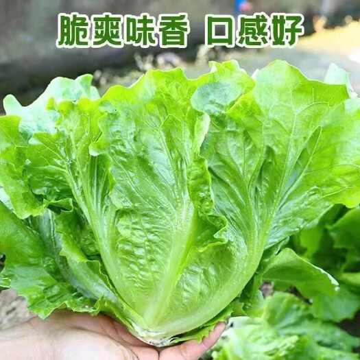 邵东市玻璃生菜种子四季球生菜种子蔬菜菜种子阳台盆栽庭院春秋季易播种