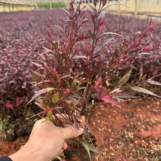 宜良县马兰花  产地直供  自产自销  苗木花卉  工程对接  等