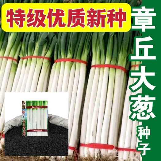 邵东市山东章丘铁杆大葱新种四季农家春秋冬季蔬菜孑菜种籽大全