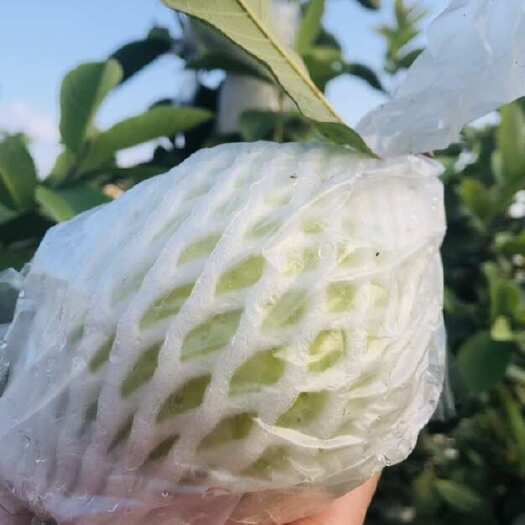 珍珠番石榴