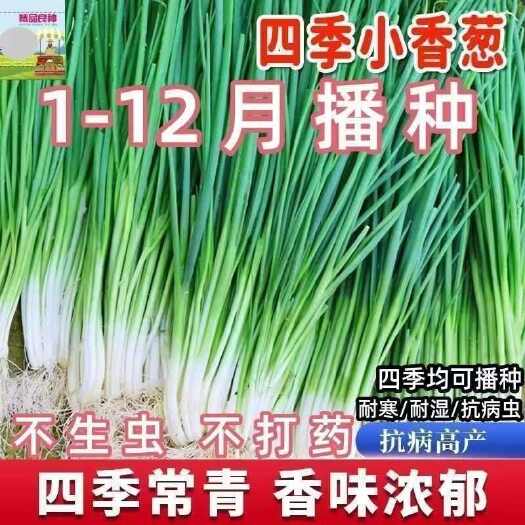 邵东市四季小香葱种子阳台室内盆栽庭院大田易种速生小葱种籽各种菜种子