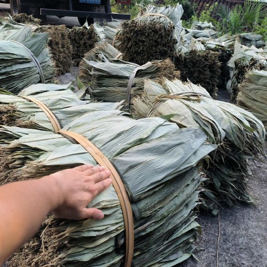 粽叶粽叶批发温州周边粽叶批发。只卖八九月份的伏叶！