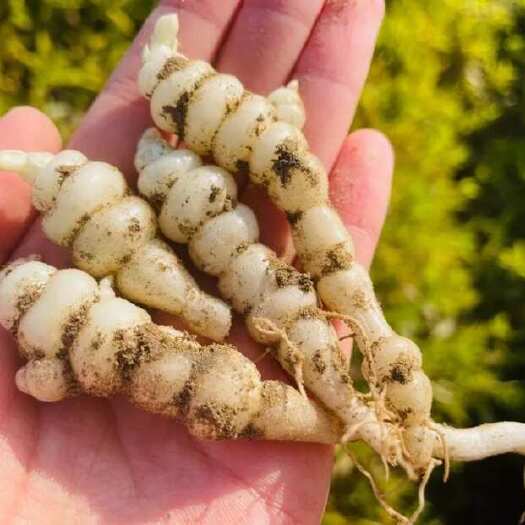 天门市螺丝菜，地环，宝塔菜大量有售