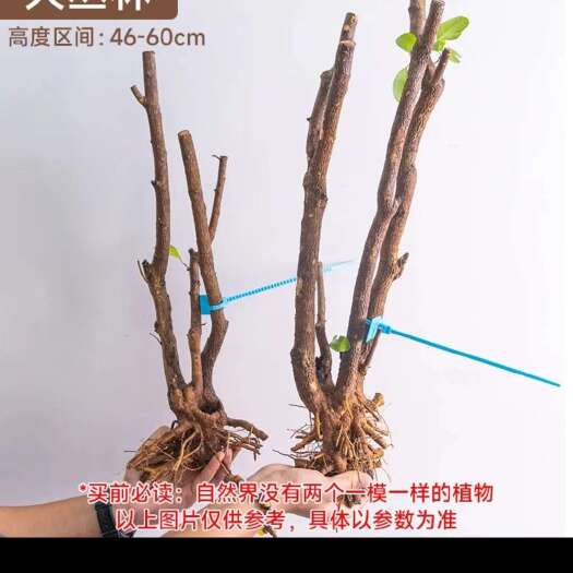 三亚海南三亚天涯区精选博兰树盆栽苗木花草