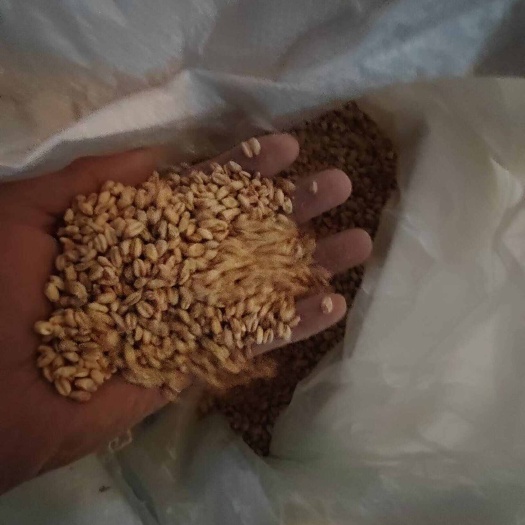 本溪小麦