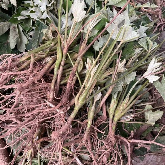 峨边县通草苗