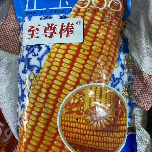 正玉968玉米种子饲料玉米种子大粒饱满大田种植玉米种子