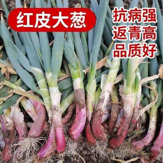 邵东市红皮大葱种子种籽红头大葱火葱春季四季种植香葱盆栽蔬菜种子