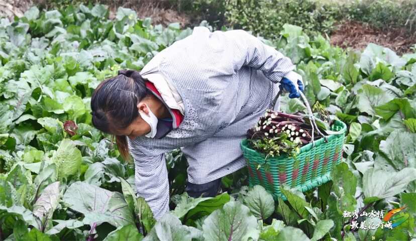 独山县高山红菜苔绿色蔬菜