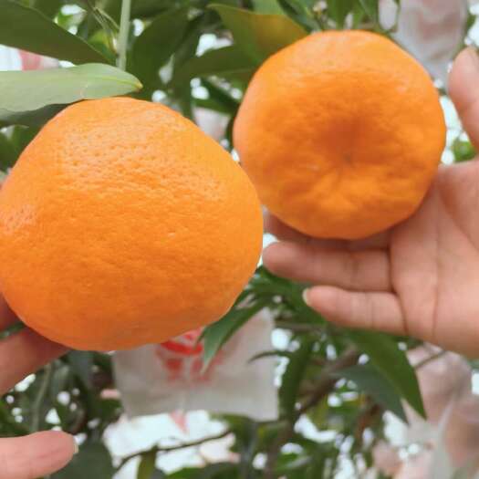 蒲江县蒲江耙耙柑产地一手货源