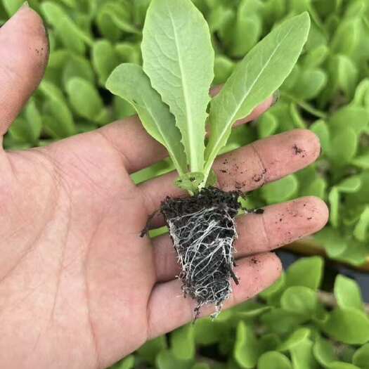 通海县三青窝笋苗