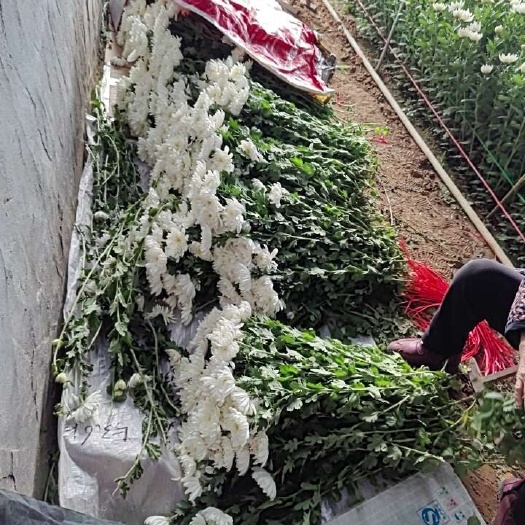 东海县鲜切花