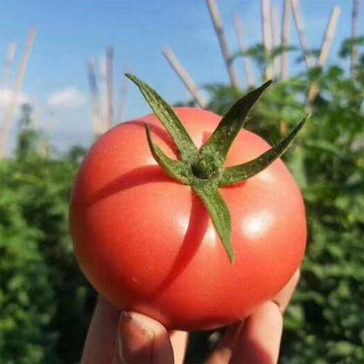 攀枝花沙瓤露天番茄西红柿粉果一件代发，专做品质货