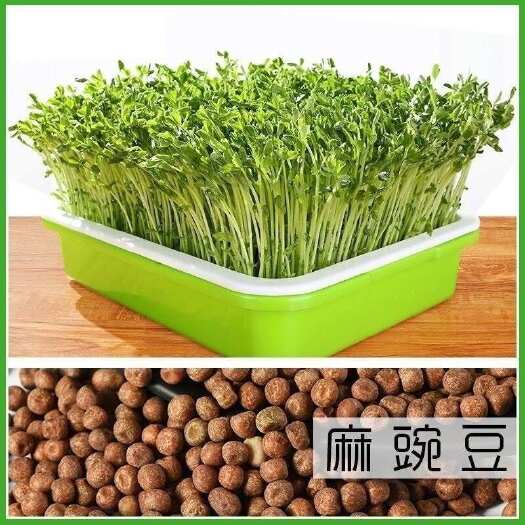 专吃芽苗菜豌豆苗种子麻豌豆苗种子芽苗菜无土种植