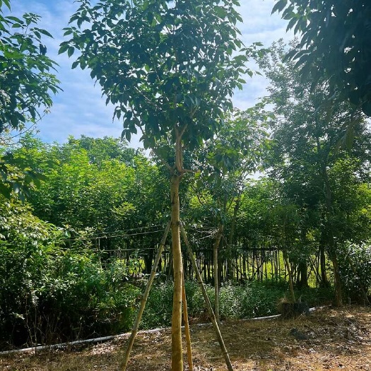普宁市紫花风铃木 米径10到12公分 带土球发货 B级苗
