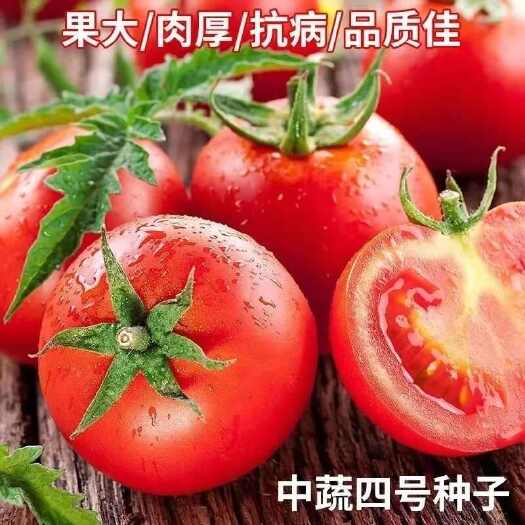 邵东市中蔬四号超甜洋柿子番茄种籽特大西红柿种子四季蔬菜种子
