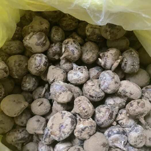 合浦县马蹄个头大清甜脆爽生吃清甜可口富含多种营养，量大价优