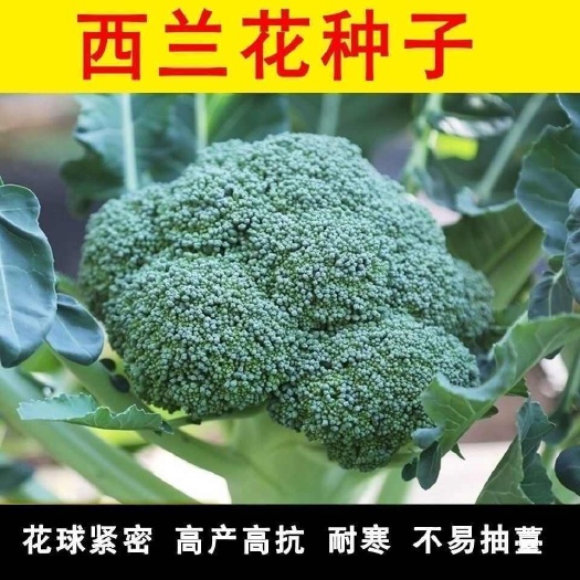 原装新种西兰花种子花椰菜有机绿花菜抗病耐寒热农田蔬菜种子